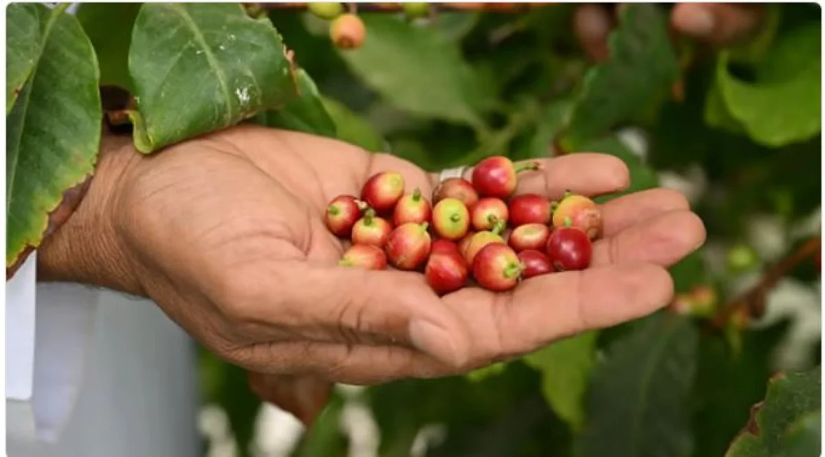 لماذا يتفوق البن النجراني على كل انواع البن الموجودة في السعودية؟