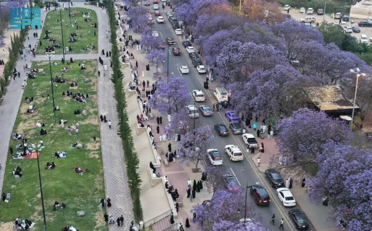 صور مذهلة لزحام جديد على اماكن ظهور زهرة نادرة لا تظهر الا لعدة أيام في أبها