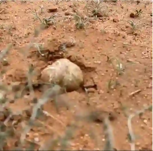 بداية ظهور الفقع في هذه الاماكن في الرياض