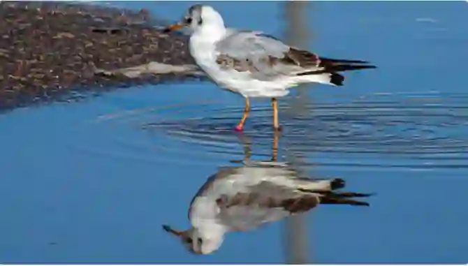 عاجل ولأول مرة صورة تكشف ظهور الطائر الأسود المرعب في سماء السعودية 