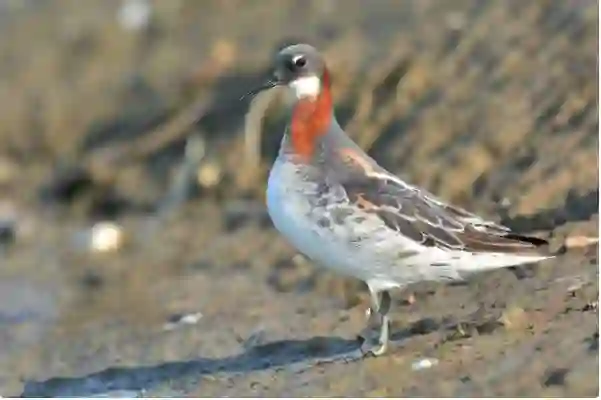 صور لظهور طائر نادر لأول مرة في سماء السعودية