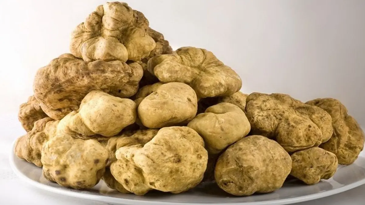 ليش الفقع غالي في السعودية والكويت