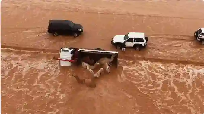 انقلاب شاحنة محملة بالإبل بسبب السيول في السعودية 