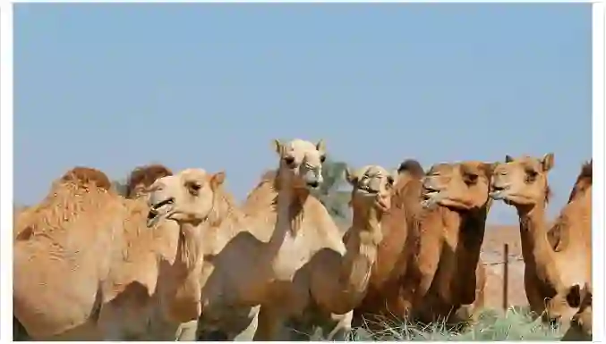 عقوبة نظام الرفق بالحيوان الجديد في السعودية والحيوانات التي يشملها النظام 